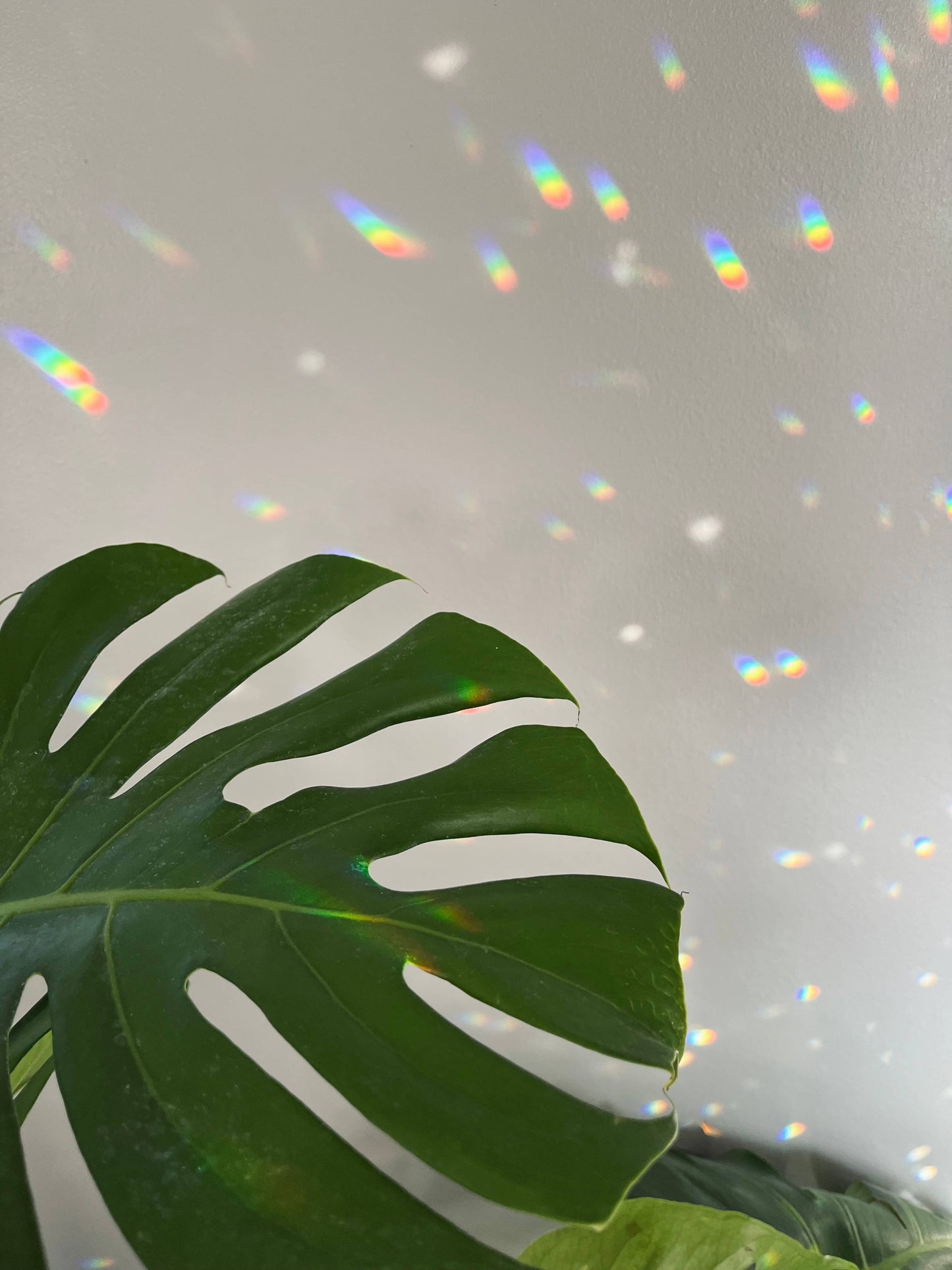 Monstera Suncatcher